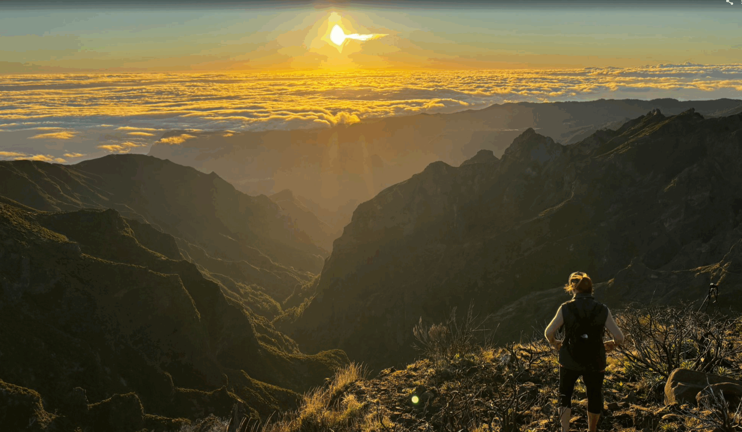Tree blowing in wind